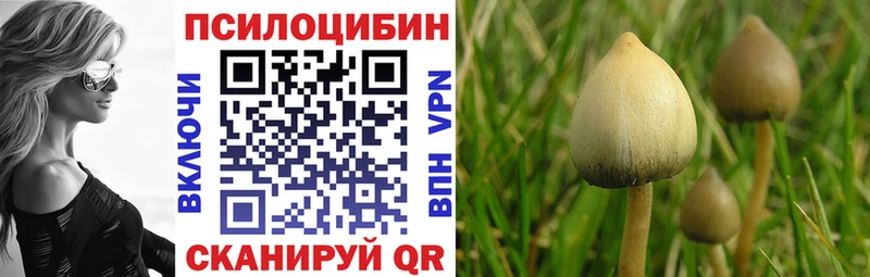 купить наркоту  Конаково  Галлюциногенные грибы Psilocybe 