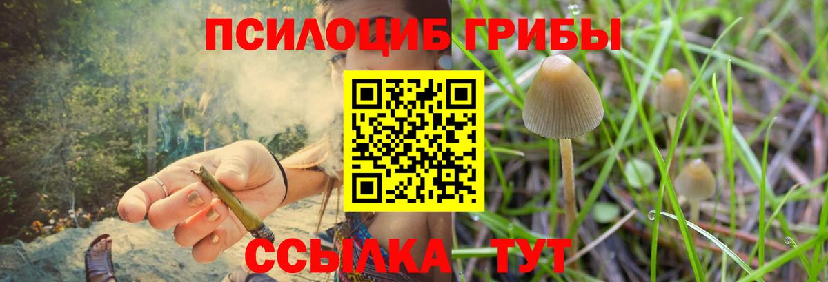 Галлюциногенные грибы GOLDEN TEACHER  цена   Вход с VPN  Конаково  Псилоцибиновые грибы Cubensis 